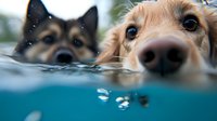 Close up underwater view of two curious dogs swimming, with their noses and eyes visible above water surface while their bodies create ripples below in blue water.