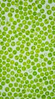Fresh cucumber slices pattern on white background. Healthy vegetable texture for food design, nutrition concepts, cooking materials and organic produce layouts.