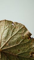 Dried autumn leaf with detailed texture and natural aging patterns showing seasonal decay and botanical structure on neutral background.