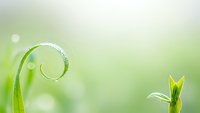 Fresh green plant tendril with water droplets curling gracefully in soft morning light with bokeh background for nature and growth concepts.