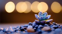 Vibrant blue succulent plant growing among dark pebbles with soft golden bokeh lights in background creating magical garden atmosphere at sunset.