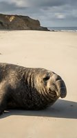 Large elephant seal resting on sandy beach with dramatic cliffs and ocean waves in background under cloudy sky for wildlife and nature photography.