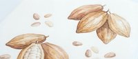 Cacao pods and beans isolated on white background, ready for design use on packaging, labels, and culinary projects.