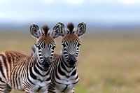 Two young zebras standing close together in African savanna, displaying distinctive black and white striped pattern and alert expressions against blurred natural background.