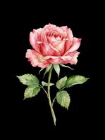 Watercolor pink rose with stem and green leaves, isolated on transparent background, ready for t-shirt design, stickers, clipart, and print on demand use.