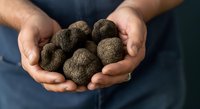 Hands holding fresh truffles, gourmet mushrooms for culinary use, fine dining ingredients, and specialty food preparation.