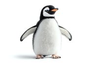 Adorable gentoo penguin chick with fluffy white belly and black wings stands upright on white background, isolated design element for creative projects.