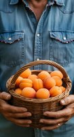 Male farmer in denim shirt holding wicker basket filled with fresh orange apricots. Suitable for agriculture, farming, harvest, and organic produce marketing materials.