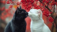 Two cats black and white touching noses under red berry branches in romantic autumn scene for pet love greeting cards and seasonal decorations.