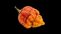 Vibrant orange ghost pepper isolated on transparent background, ready for clipart, t-shirt design, print-on-demand products, stickers, and sublimation projects.