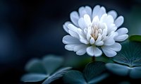 Delicate white flower blooming in soft focus against dark background, creating serene mood for nature photography and botanical art.