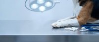 Professional veterinarian hands in white gloves examining small animal on sterile surgical table under bright medical lighting in modern clinic.