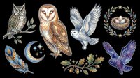 Watercolor owl clipart set with barn owl, snowy owl, flying owls, nest, feather, moon, and acorns, isolated on transparent background, ready for stickers and t-shirt design.