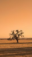 Solitary gnarled tree stands in vast arid desert landscape during golden hour sunset, showcasing resilience and survival in harsh environmental conditions for nature and climate themes.