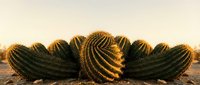Golden barrel cacti cluster in warm desert light creating natural southwestern landscape with dramatic spines and rounded forms against sandy terrain.