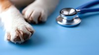 Veterinarian examining dog paw with stethoscope on blue medical table. Professional pet healthcare and animal wellness checkup concept.