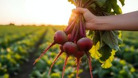 Fresh organic beetroot bunch held in hand at sunset over agricultural field rows. Healthy farm vegetables harvest concept for natural food production.
