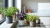 Indoor herb garden with fresh basil, oregano and purple plants in modern pots on kitchen windowsill for healthy cooking and home gardening lifestyle.