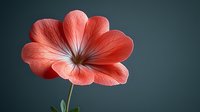 Coral red geranium flower with delicate petals and visible veins isolated on dark background, suitable for botanical designs and floral compositions.