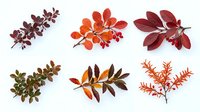 Autumn branches with colorful leaves and berries isolated on white background, showcasing red, orange, and burgundy foliage for seasonal design.