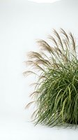 Ornamental grass plant with feathery plumes on white background for interior design and botanical decoration projects.