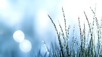 Delicate grass silhouettes against soft blue bokeh background with dreamy morning dew drops creating magical natural light effects. Gentle nature macro photography.