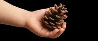 Caucasian hand holding a brown pinecone isolated on transparent background, ready for design use on t-shirts, clipart, stickers, and print-on-demand products.