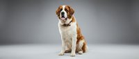 Adorable brown and white dog sitting on gray studio background wearing collar, friendly canine pet portrait for veterinary and animal care marketing.