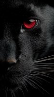 Close-up portrait of black cat with striking red eye and white whiskers against dark background for mysterious feline photography concepts.