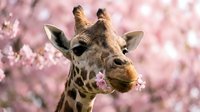 Giraffe with spotted coat eating pink blossoms in flowering tree garden, wildlife animal portrait with natural bokeh background.