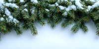 Evergreen fir branches covered with fresh snow forming natural winter border on light blue background.