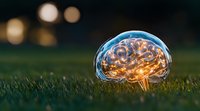 Glowing glass brain on green grass at sunset with bokeh lights, representing mental health, intelligence, and mindfulness concepts in nature setting.