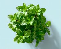 Fresh green mint leaves bunch viewed from above on light background, aromatic culinary herb with bright color and natural texture for cooking and garnish.