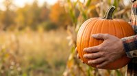 Farmer holding ripe orange pumpkin in autumn harvest field with corn stalks and golden sunlight, seasonal agricultural scene for fall marketing and thanksgiving themes.