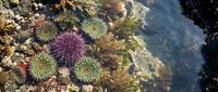 Colorful sea urchins and marine life in natural tide pool ecosystem with crystal clear water and rocky formations for educational content.