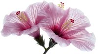 Delicate pink hibiscus flowers with deep red centers and prominent stamens on white isolated background, showcasing detailed petals and natural botanical elegance.