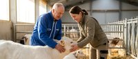 Senior Caucasian male veterinarian and young female farmer examining white calf in modern dairy barn with metal stalls and natural lighting.