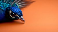 Close-up portrait of male peacock head with vibrant blue feathers and distinctive eye against orange background, showcasing exotic bird's natural beauty and detail.