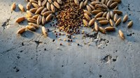 Roasted almonds and coriander seeds scattered on textured concrete surface, overhead flat lay composition for food styling, culinary content, recipe blogs, and ingredient photography.