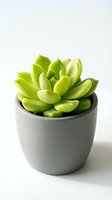 Vibrant green succulent plant in minimalist gray ceramic pot, isolated on white background for home decor and design projects.