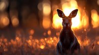 Young kangaroo silhouetted against golden sunset with warm bokeh lights creating magical wildlife scene in natural grassland habitat.