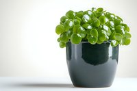 Lush green Peperomia plant with round glossy leaves growing in dark ceramic pot against light background, minimal home decor composition for interior design.