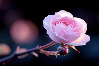Delicate pink rose bloom with soft petals against dark background, bokeh lights create dreamy atmosphere. Single rosebud captures romance and natural beauty.