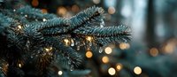Blue spruce branch with frost against blurred bokeh lights creating magical winter holiday atmosphere in forest.