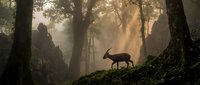 Mystical forest scene with deer silhouette walking through misty woodland during golden hour sunrise creating dramatic atmospheric lighting and peaceful nature ambiance.