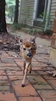 Young spotted fawn walking on brick pathway near residential house, close-up view showing curious expression and detailed spots on brown fur against autumn leaves.