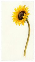 Watercolor sunflower with curved stem on textured paper background, botanical illustration for greeting cards, home decor and nature-themed designs.