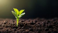 Young green seedling emerging from rich dark soil with bright sunlight creating natural growth and development concept for agriculture and gardening projects.