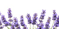 Fresh lavender flowers isolated on white background for aromatherapy, spa treatments, natural cosmetics, and botanical design projects.