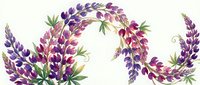 Watercolor lupine flowers in purple and pink shades with green leaves isolated on transparent background for floral design projects and decorations.